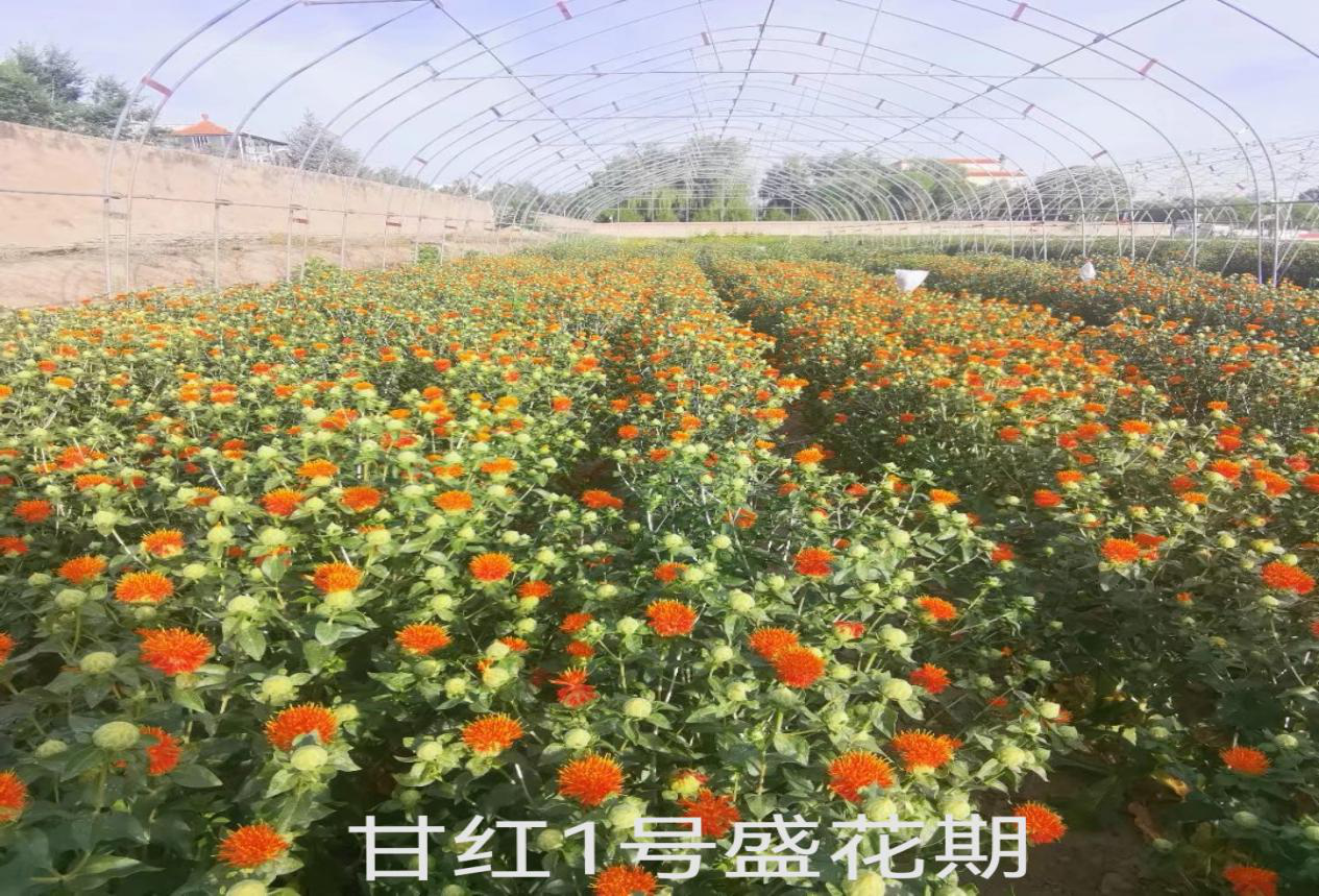 干红21_1641781491796.png
